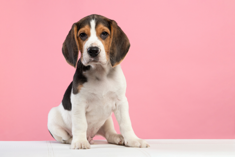 Beagle Health Problems