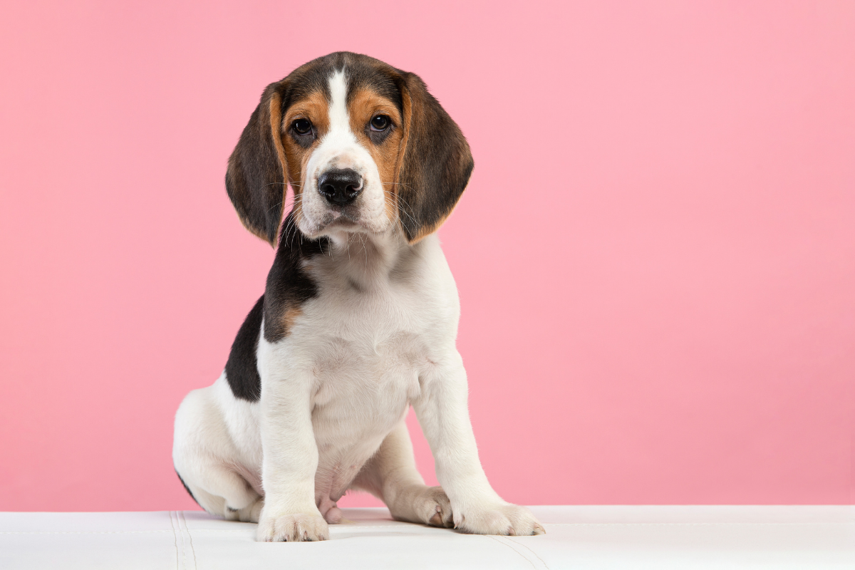 Beagle Health Problems