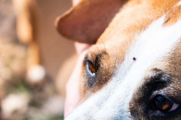 Black Ticks on Dogs