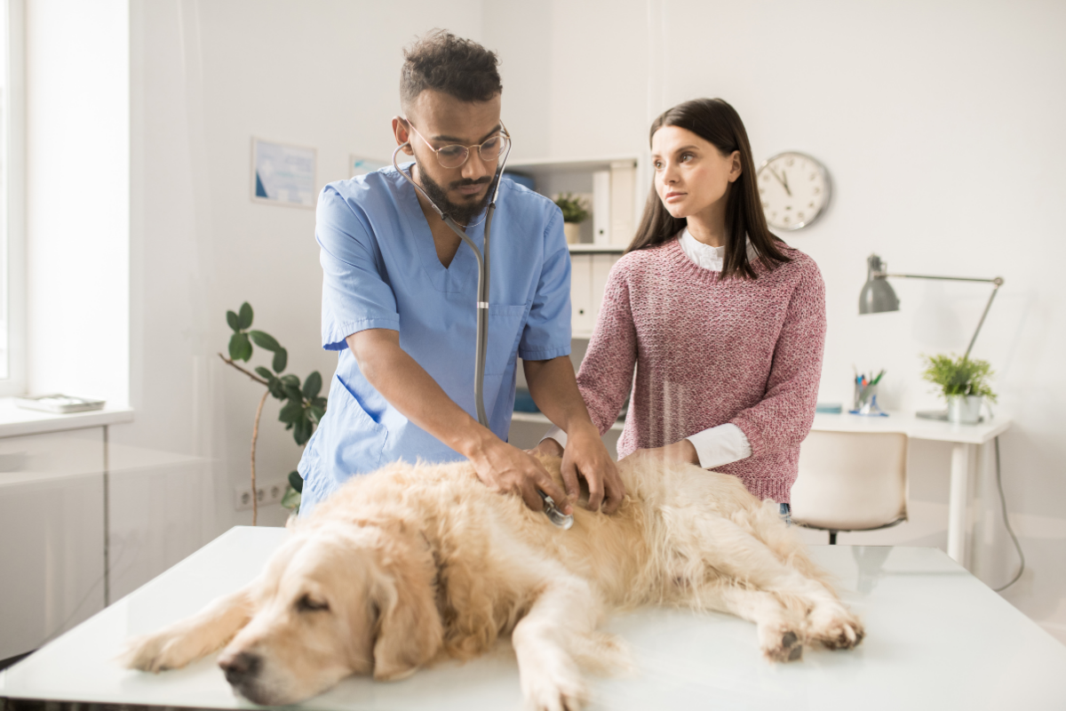 Bloat Symptoms Dog