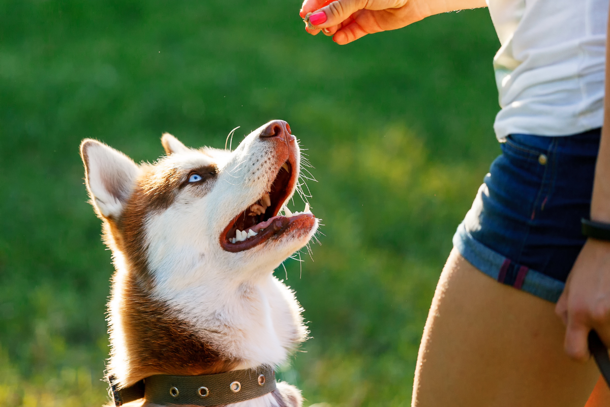 Blue Dog Training