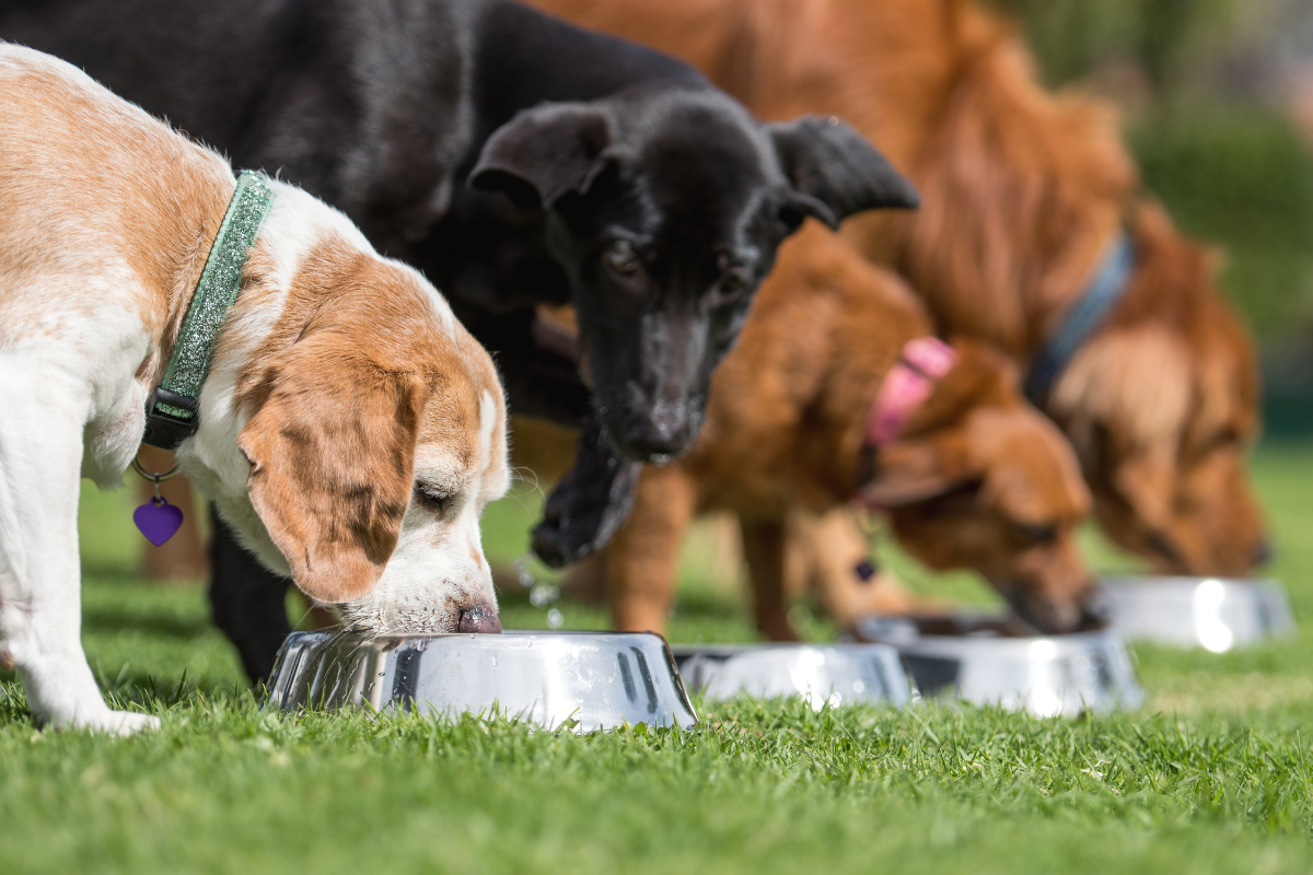 Board Certified Veterinary Nutritionist Recipes