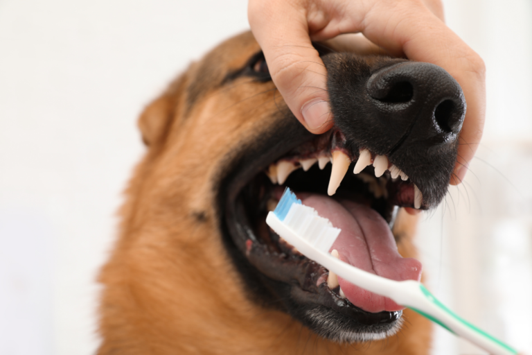 Canine Dental
