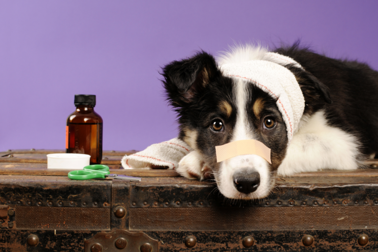 Canine Disease