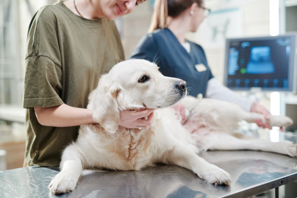 Canine Kidney Disease Symptoms