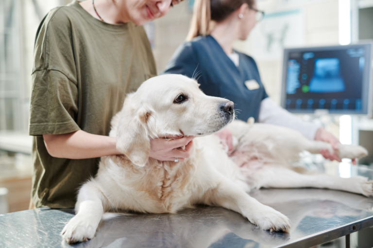 Canine Kidney Disease Symptoms
