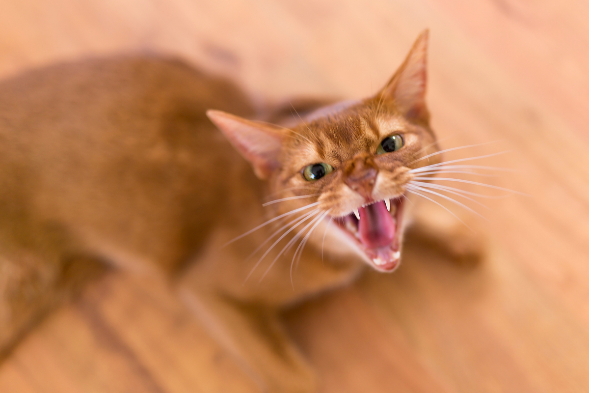 cat aggression