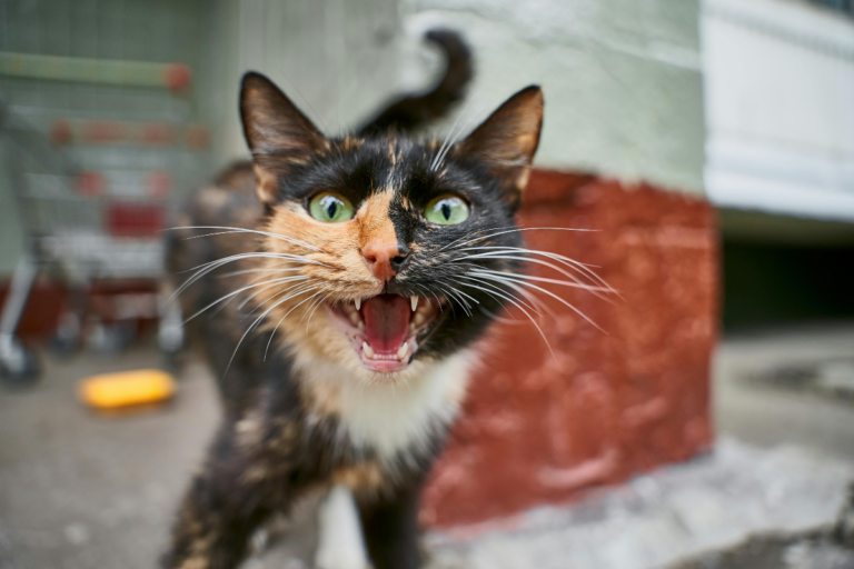 Cat Always Meowing