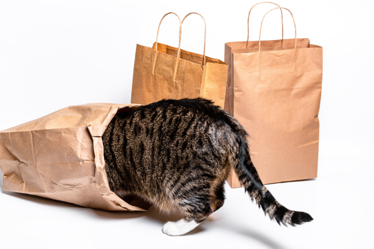 Cat and Craft