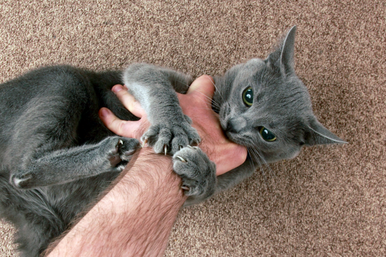 Cat Biting