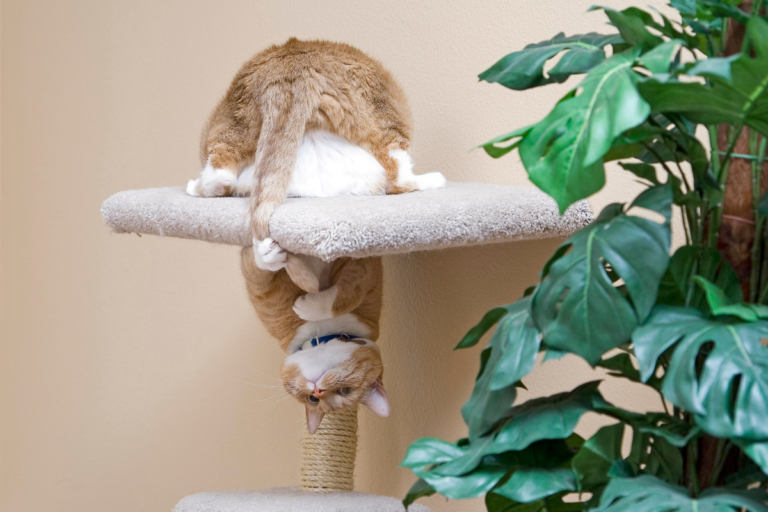 Cat Chasing Tail