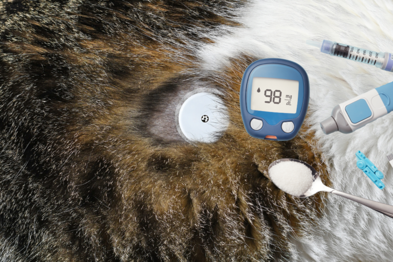 Cat Diabetic