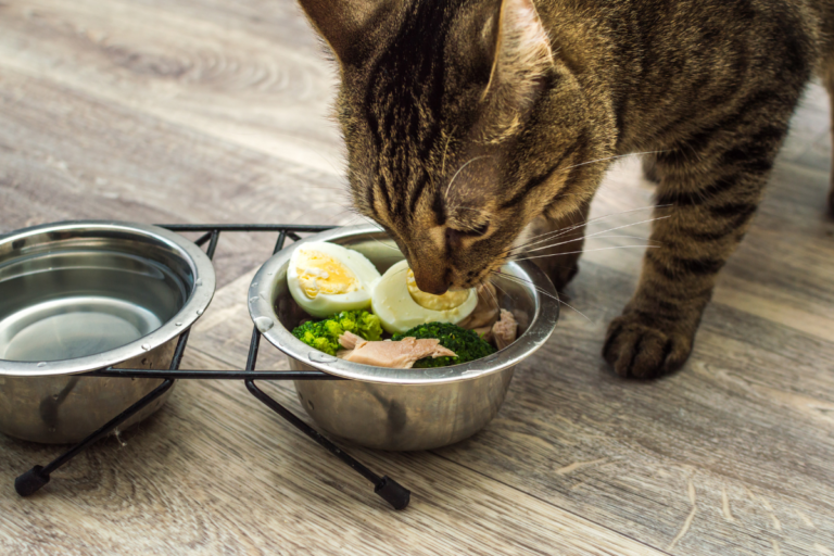 Cat Diet Requirements