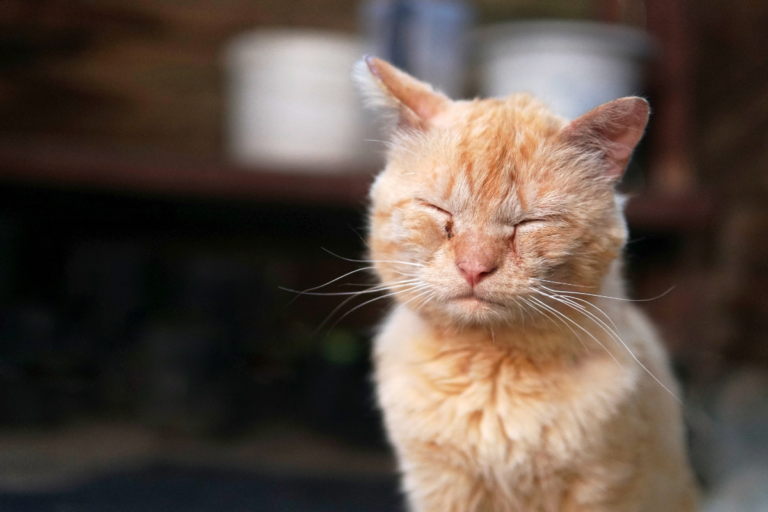 Cat Disease