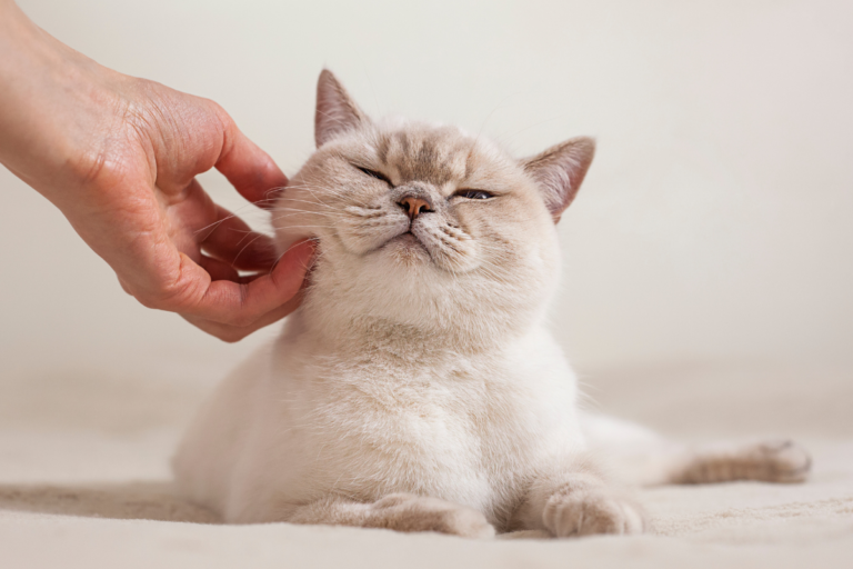 Cat Disease Human