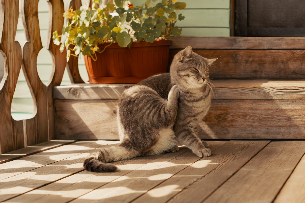 Cat Fleas Symptoms