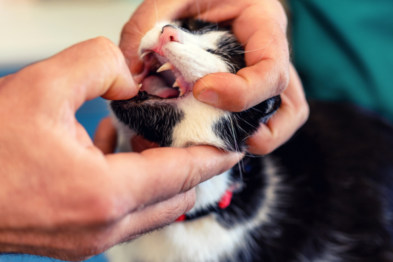 Cat Gum Disease
