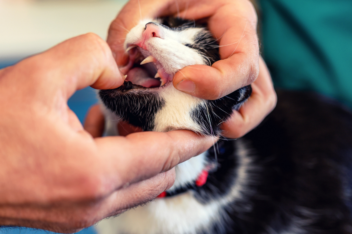 Cat Gum Disease