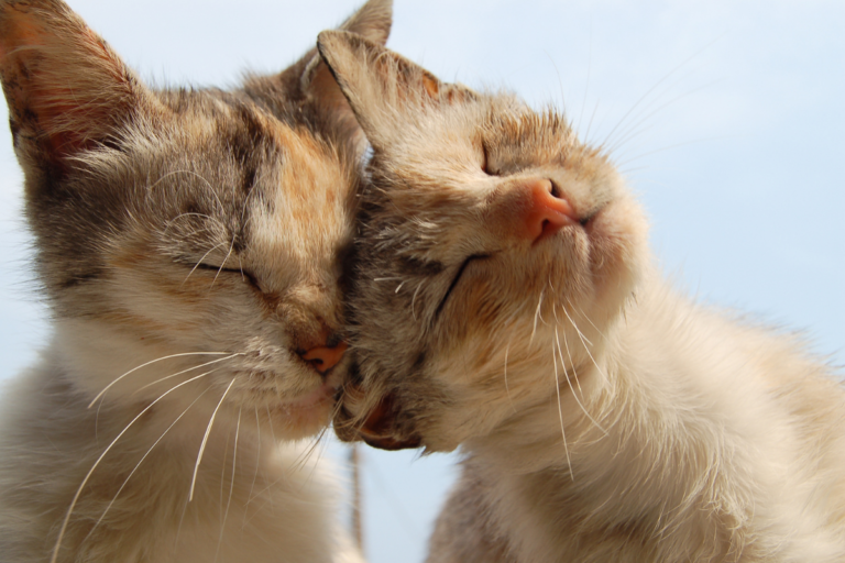 Cat Head Butting