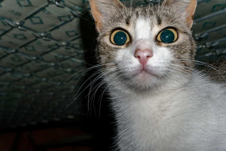 Cat is hiding under bed
