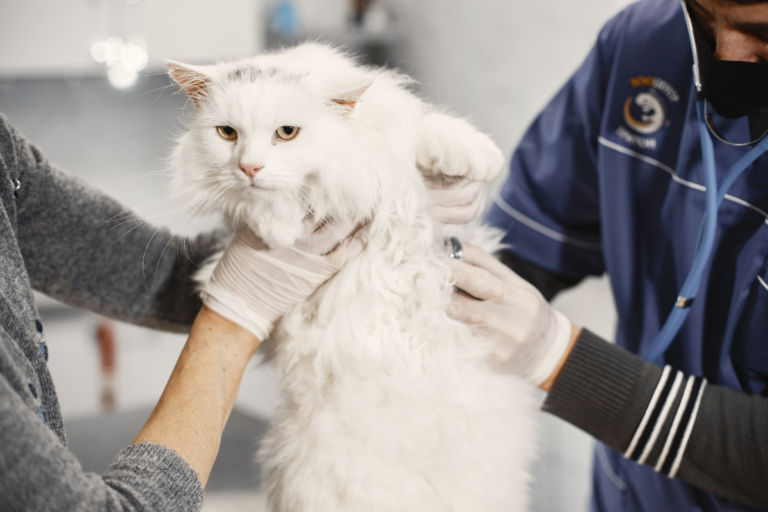 Cat illness
