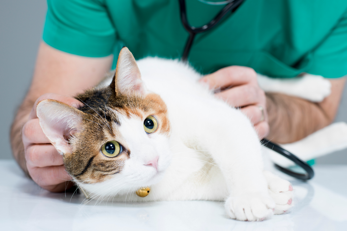 Cat Liver Problems Symptoms