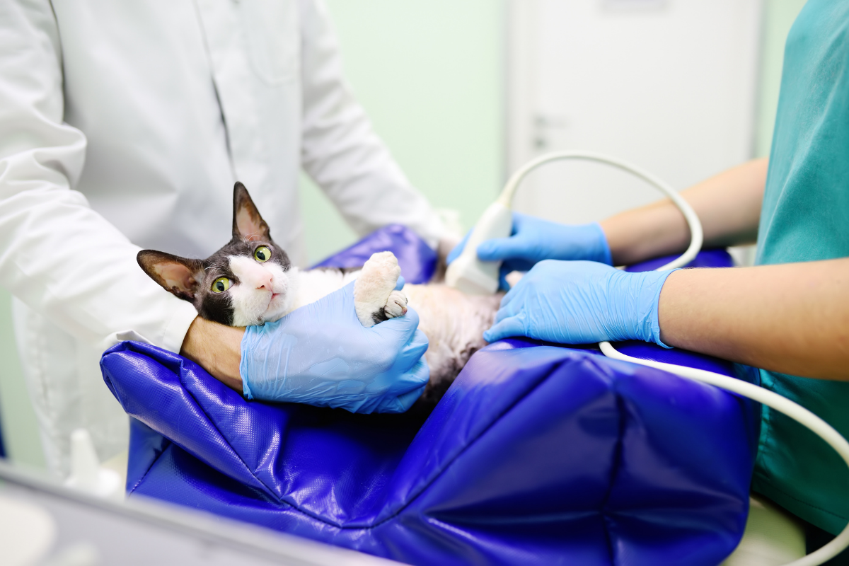 Cat Liver Problems