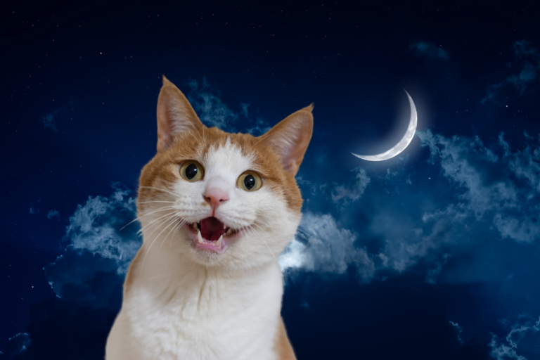 cat meowing at night