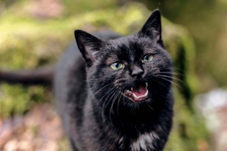 Cat Meowing Loud
