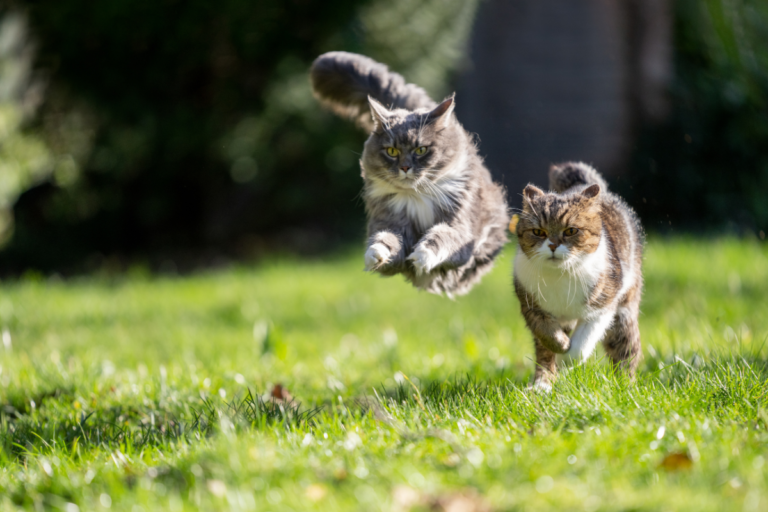 Cat movement