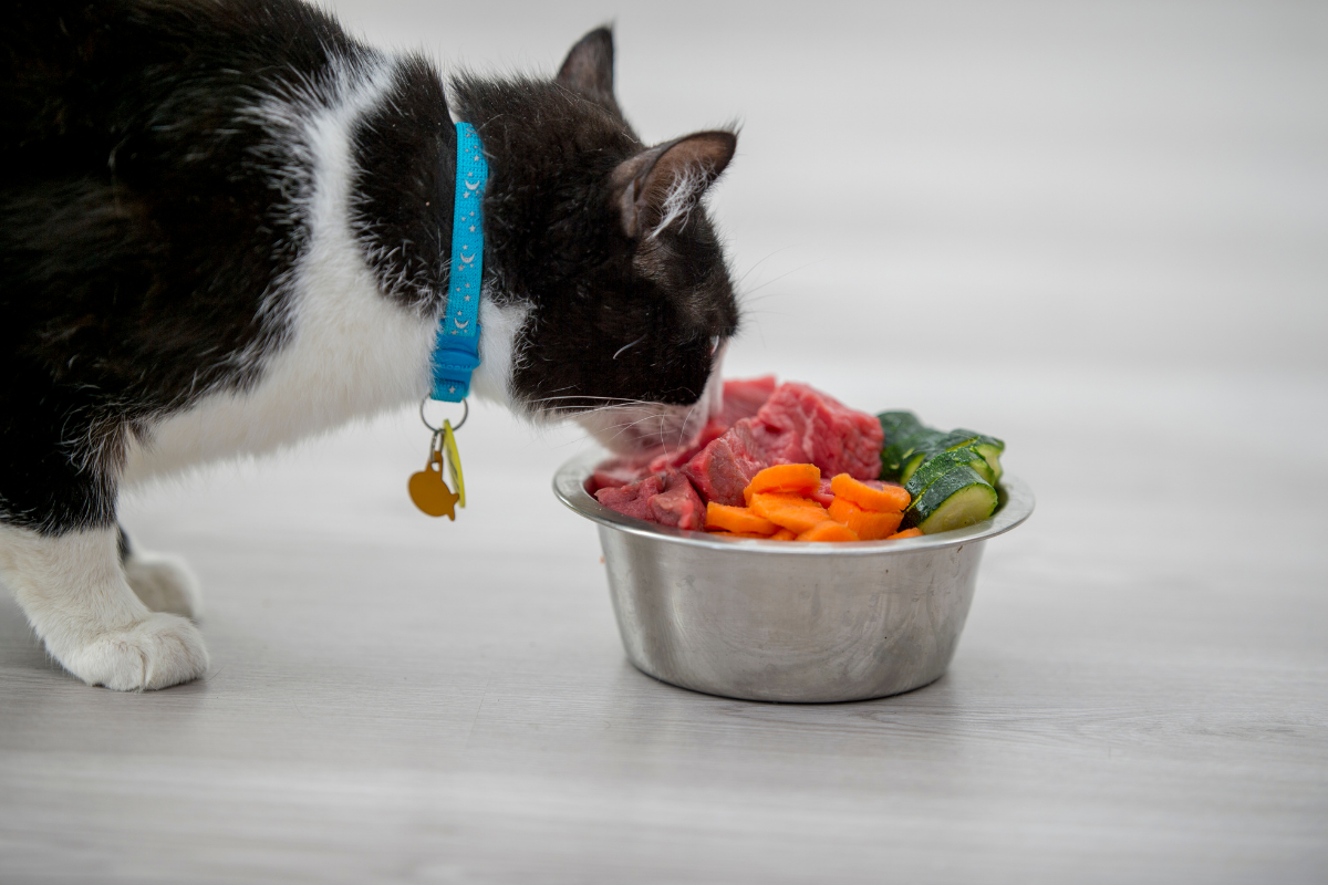 Cat Nutrition