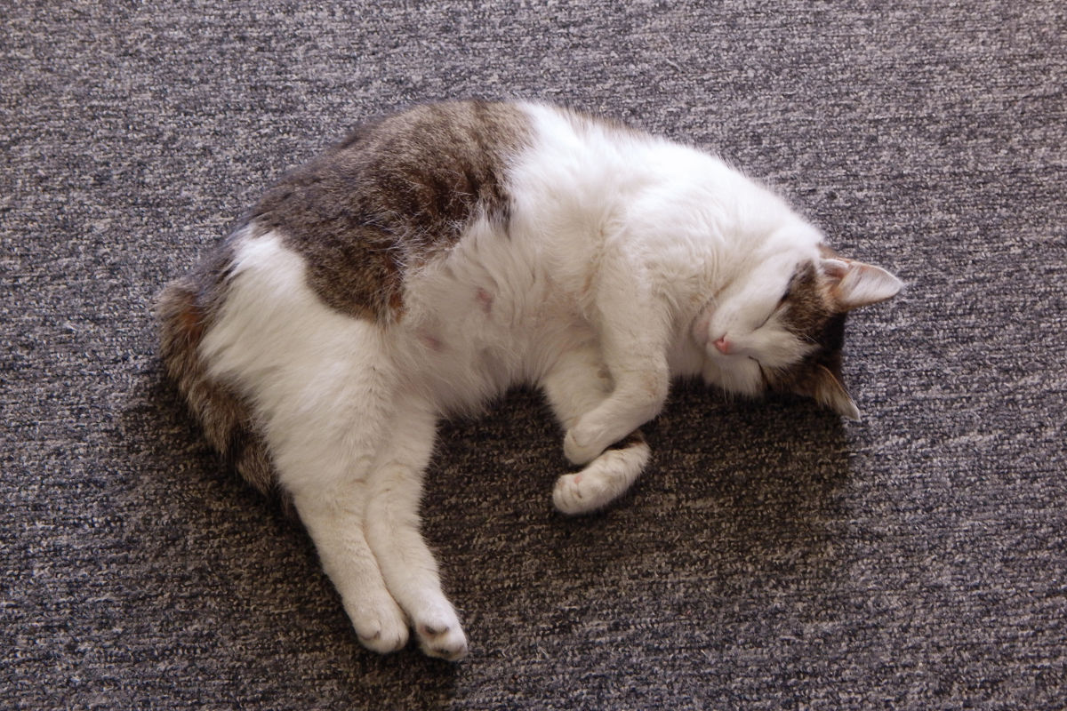 Cat Pregnant Symptoms