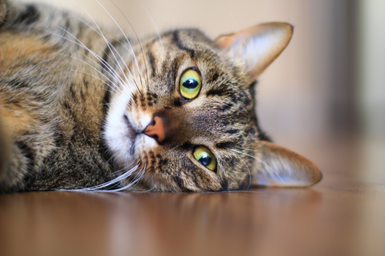 Cat Psychology