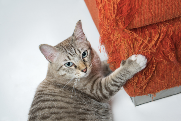 Scratching