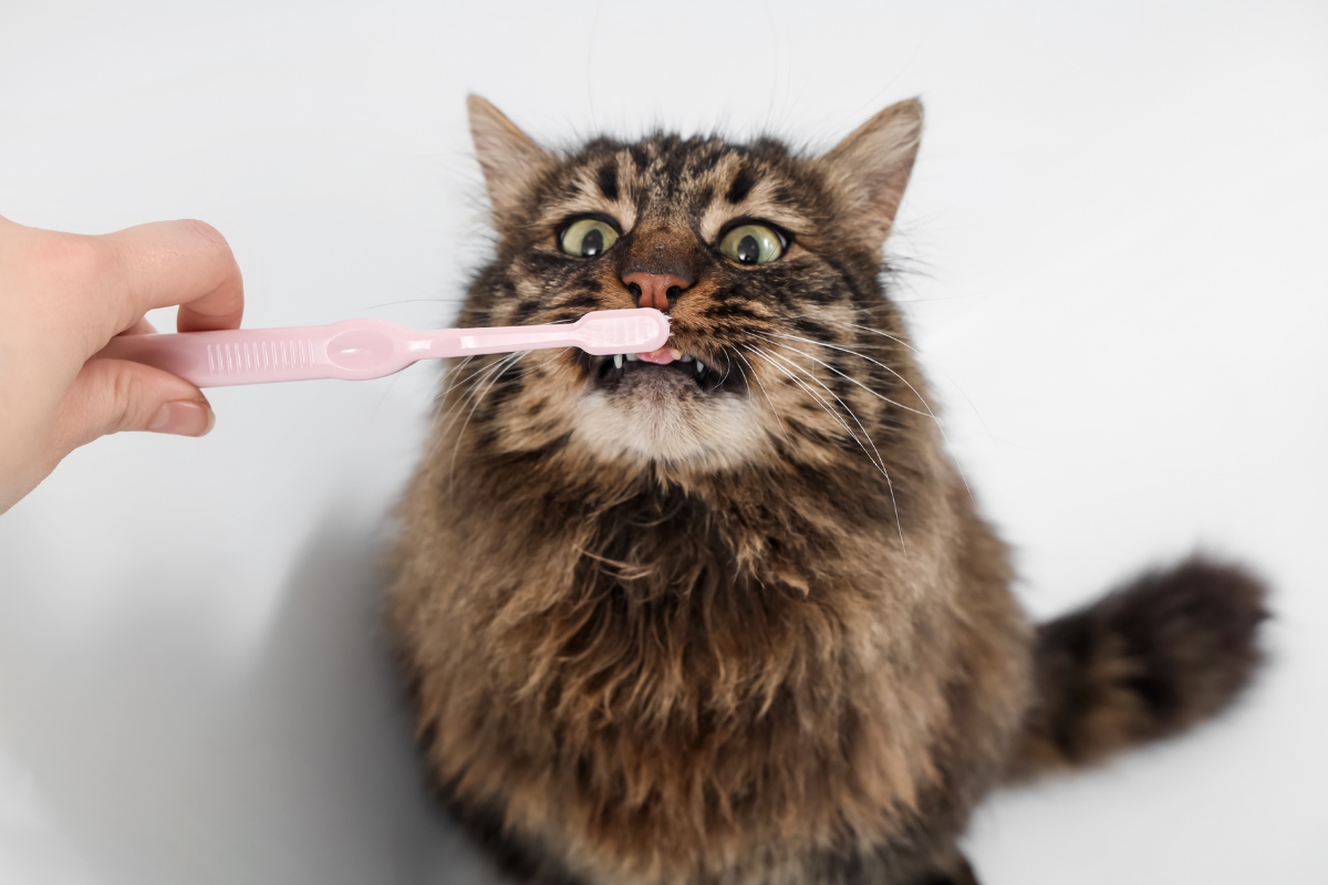 Cat Teeth