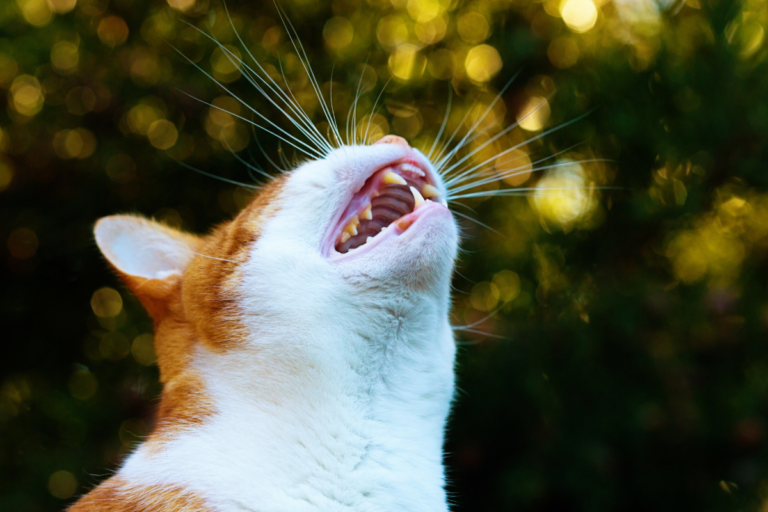 Cat Yowling