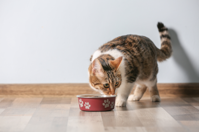 Cats and Carbohydrates