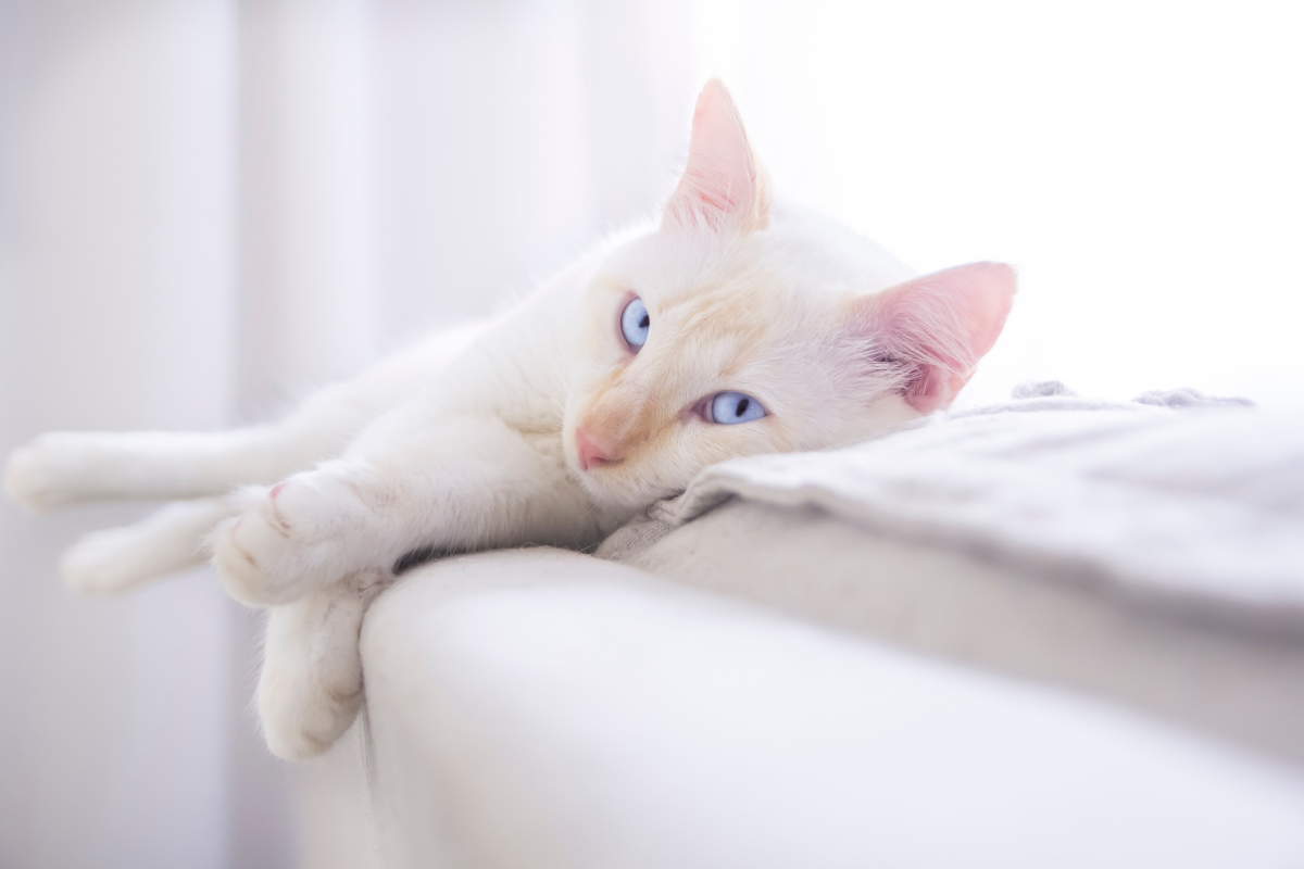 Cats Behavior