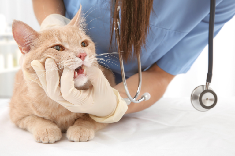 Cats Dental Disease