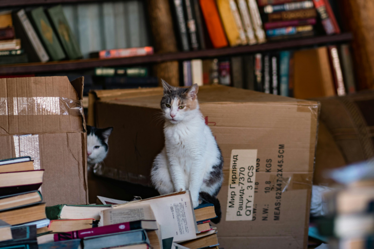 Cats Lifestyle