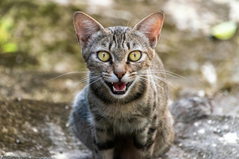 Cats Meowing