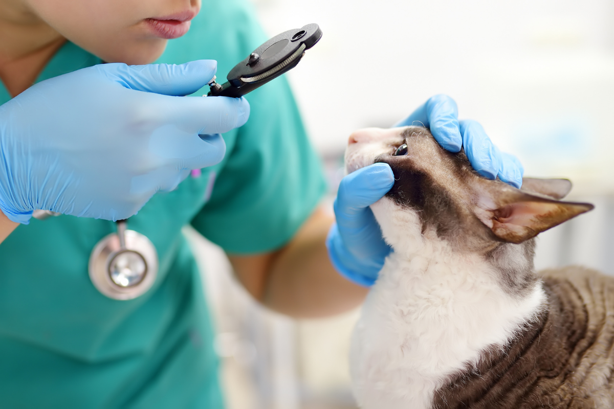 Cats Worms Symptoms