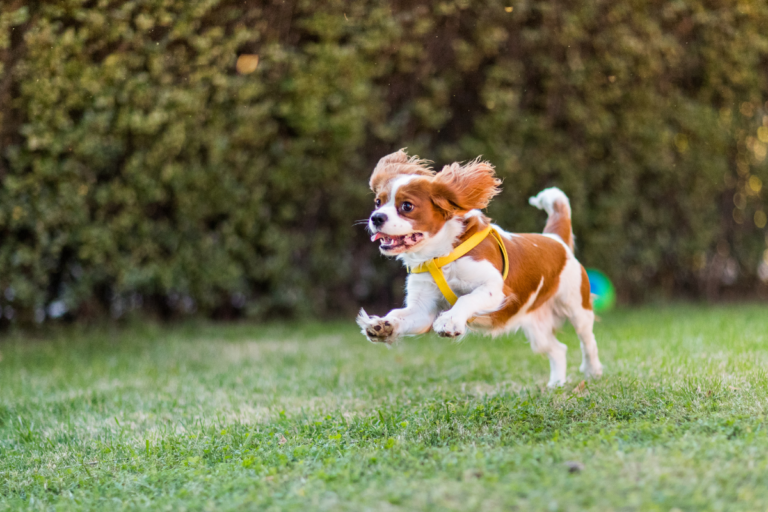 Cavalier Health
