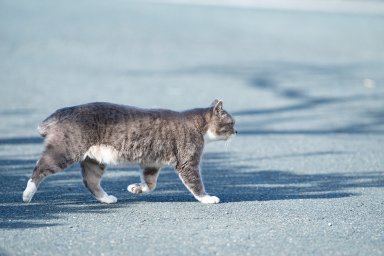 Crab Walk Cat