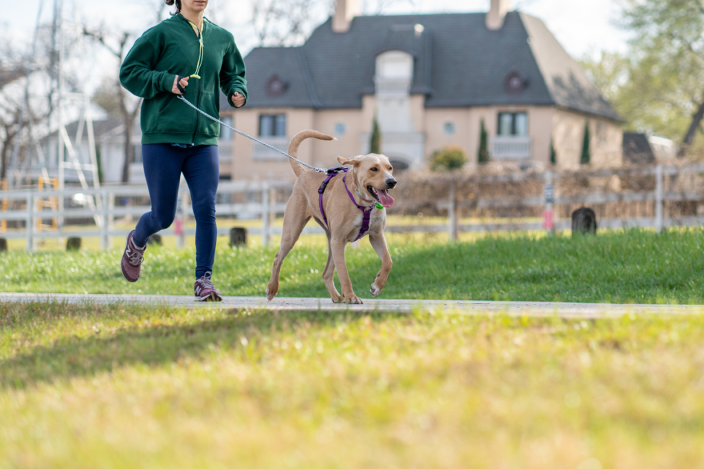 Crossfit Dogs