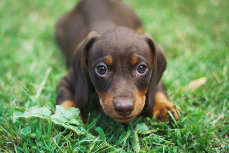 Supporting Our Dachshunds Health: Navigating Common Problems