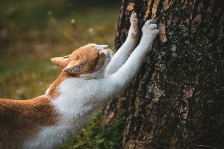 Declawing Cats
