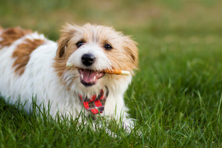 Dental Disease in Dogs