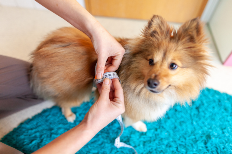 Dog Diabetes Symptoms