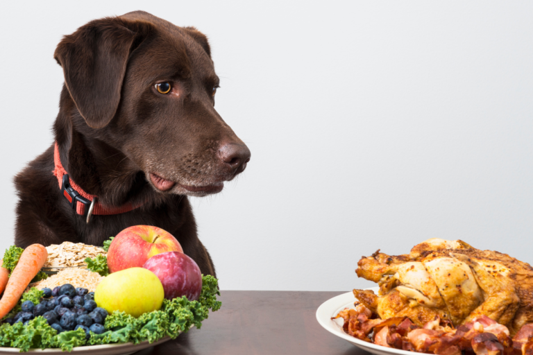 Dog Diet Chart